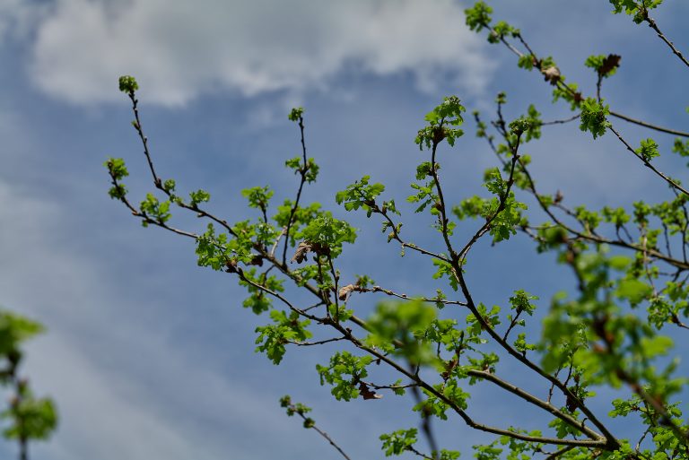 Habereiche ist ergrünt